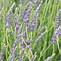 Image result for Lavandula interm. Dutch