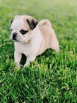 Image result for Purebred Pug