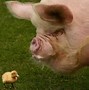 Image result for Pig Face Profile