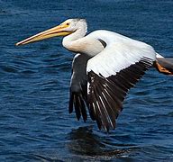 Image result for American White Pelican Range