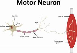 Image result for Gamma Motor Neuron