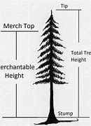 Image result for 74 Cm Length in Tree