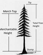 Image result for 6 Foot Tall Measure Stick