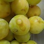 Image result for Honeycrisp Apple Brown Flesh