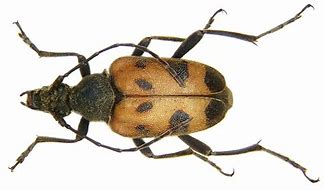 Image result for cerambycidae