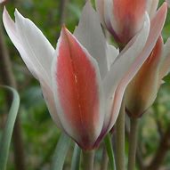 Risultato immagine per Tulipa clusiana