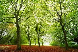 Image result for Nature Trees Forest