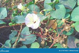 Image result for Ipomoea Obscura