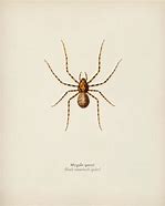 Image result for Different Species of Spiders