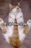 Image result for Rip and Tear Cat Meme