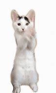Image result for Standing Cat Meme Transparent Background