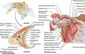Image result for axular