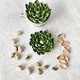 Image result for Crafts with Pistachio Shells