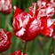 Image result for Tulipa Estella Rijnveld