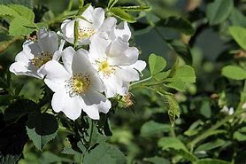 Image result for Early Mountain Rose