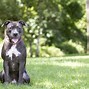 Image result for Pit Bull Face
