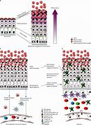 Image result for Molluscum Contagiosum Virus Structure