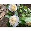 Obraz znaleziony dla: Camellia japonica Jurys Yellow