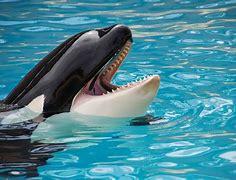 Image result for Orca Meme