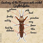 Image result for Cricket Outline Clip Art