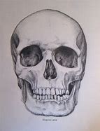 Image result for White Human Skull