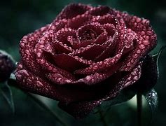 Image result for Gothic Garden Pink Roses