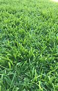 Image result for Kikuyu Grass Lawn