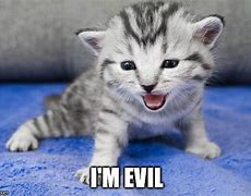 Image result for Evil Cat Meme
