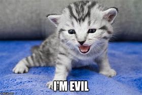 Image result for Evil Cat Face Meme
