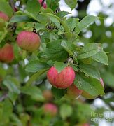Image result for Willudha Apple