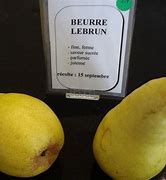 Bildergebnis für Pyrus communis Beurré Lebrun
