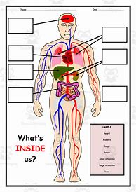 Image result for Human Body Parts Label Worksheet