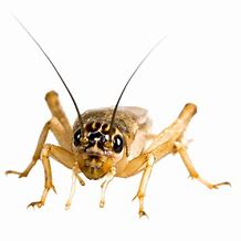 Image result for Small Crickets Live