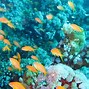 Image result for 1920X1080 Peaceful Underwater Wallpaper