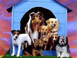 Image result for All Types of Dogs