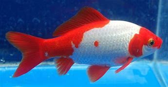 Image result for Finix Fish