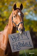 Image result for Happy Birthday Melissa Meme Horse