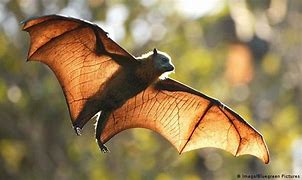 Image result for Scary Fruit Bat