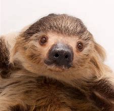 Image result for Hoffmann's Two-Toed Sloth