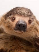 Image result for 2 Toed Sloth