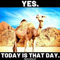 Image result for Hump Day Memes Cute