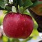 Image result for Label a Apple Tree