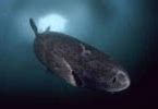 Image result for Greenland Shark Aquarium