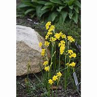 Image result for Narcissus cordubensis