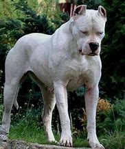 Image result for Giant Dogo Argentino