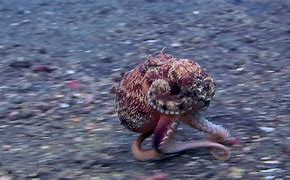 Image result for Octopus Running