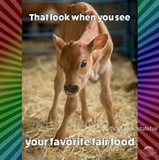 Image result for Fair Food Meme