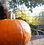 Image result for Pumpkin Picking with Animals