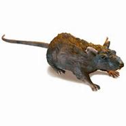 Image result for Remote Control Rat Realistic