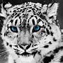 Image result for Cool Big Cat Wallpaper